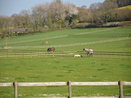 Luxury Own Horse Stay in Wiltshire
